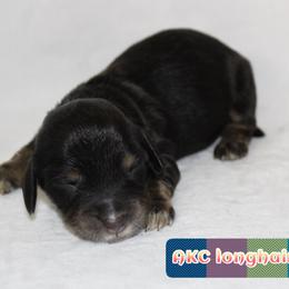 Boo - Dapple male Dachshund puppy in Powderly, Texas from Kuttin’ Up Mini Aussies