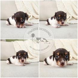 Freckles - Piebald male Dachshund puppy in Dighton, Massachusetts from Powerdox Dachshunds