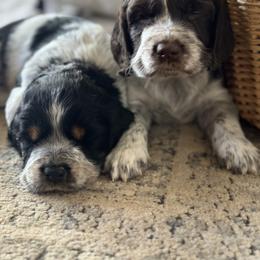 English Springer Spaniel Puppies from Murphy Farms and Springers