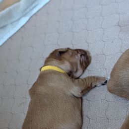 Golden Retriever Puppies from 10 Piece Golden Nugget Retrievers
