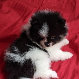 Pomeranian Puppies from Ashley Martinez