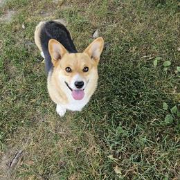 American Corgi, Cardigan Welsh Corgi, and Pembroke Welsh Corgi Puppies from DnD Corgis
