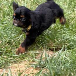Tigerlilly - Black and tan female English Toy Spaniel puppy in Pennsylvania from Enchanting Charlies