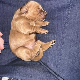 Bella - Red  female Goldendoodle puppy in Graham, North Carolina from Geise Meadow Doodles
