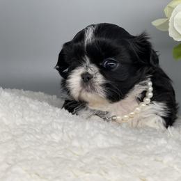 Shih Tzu Puppies from Majesty’s Shih Tzus