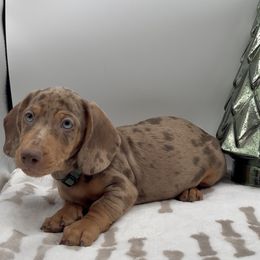 Zeus - Dapple male Dachshund puppy in Goodyear, Arizona from AZ Royal Doxies llc