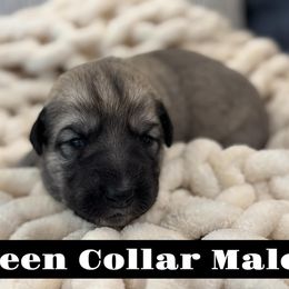 Green Collar Male - Fawn male Anatolian Shepherd Dog puppy in Canton, Georgia from Rolling Thunder Ranch