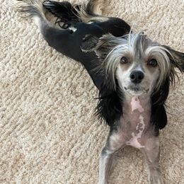 Chinese Cresteds from SoCal Chinese Crested
