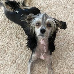 Chinese Cresteds from SoCal Chinese Crested