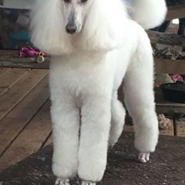 Poodle All Grown Up from Karesque Standard Poodles