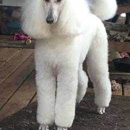 Poodle All Grown Up from Karesque Standard Poodles