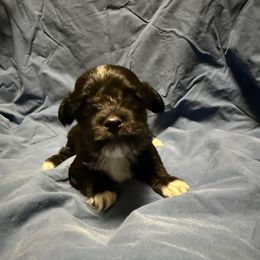 General - Tri-color male Coton de Tulear puppy in Boise, Idaho from Avana Cotons