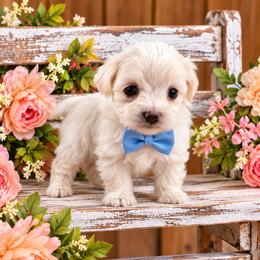 Willow - Cream male Maltipoo puppy in Dover, Florida from Country Cottage Puppies
