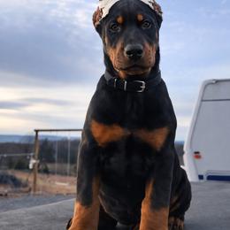 Black-girl - Black and rust female Doberman Pinscher puppy in Columbia, Maryland from Storm Cloud Doberman