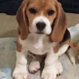 Beagle Puppies from Everwind Beagles