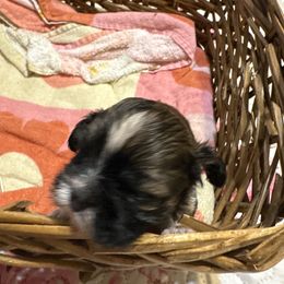 Darcy - Chocolate female Shih Tzu puppy in Temple, Pennsylvania from Kathy Diego's Shih Tzus