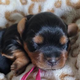Pink collar - Blue and gold female Yorkshire Terrier puppy in Dunedin, Florida from Cantlon Yorkshire Terriers