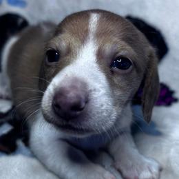 Eli - Piebald male Dachshund puppy in Argos, Indiana from TKO Doxies