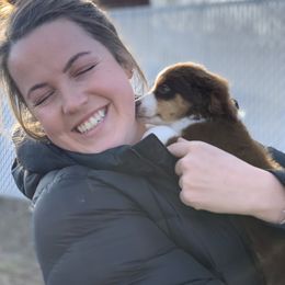 Toy Australian Shepherd Puppies from Roses Halfpint Ranch