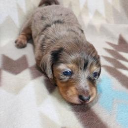 IRMA - Dapple - Dapple female Dachshund puppy in Swink, Oklahoma from Palali Farm