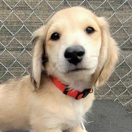 Orzo - Cream male Dachshund puppy in Parma, Idaho from Terracane Dachshunds & Sunwell Golden Retrievers