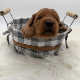 Brown collar - Dark golden male Golden Retriever puppy in Turtlepoint, Pennsylvania from Allegheny River Retrievers