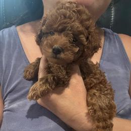 Peanut - Apricot male Poodle puppy in Houston, Texas from Texas Toy Poodles