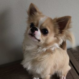 Chihuahua All Grown Up from Spellbound Chihuahuas