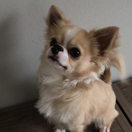 Chihuahua All Grown Up from Spellbound Chihuahuas