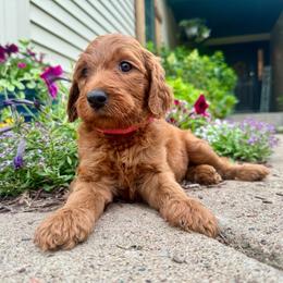 Carolina - Red female Irish Doodle puppy in Hammond, Wisconsin from Queen of the Hill Puppies