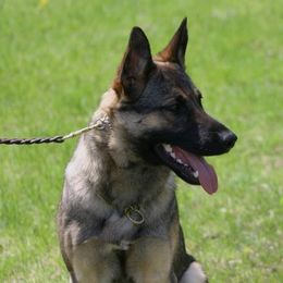 LB - German Shepherd