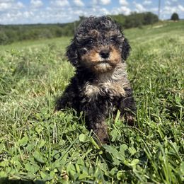 Bella - Blue merle female Bernedoodle puppy in Galena, Illinois from Perry's doodles