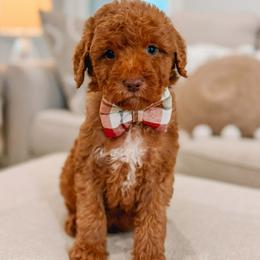 Hades - Red  male Goldendoodle puppy in Iola, Texas from Supreme Doodles of Texas