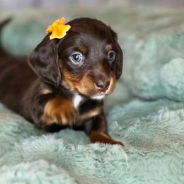 Purple - Chocolate and tan female Dachshund puppy in Salado, Texas from DK's Dream Doxies