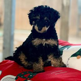 Luke - black phantom - Phantom male Poodle puppy in Goliad, Texas from Sassy Lil Aussies and Diamond W Poodles