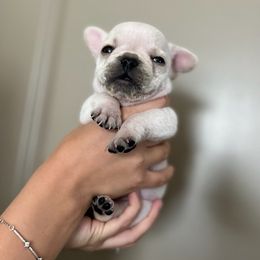 French Bulldogs from Brittany Kumpf's French Bulldog's