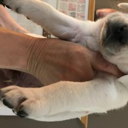 Labrador Retriever Puppies from Nancy Renzullo's Service Labradors