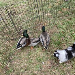 Shetland Sheepdog Puppies from Promise Shelties