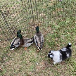 Shetland Sheepdog Puppies from Promise Shelties