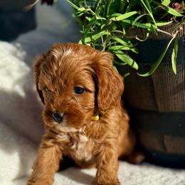 Ruby - Red female Cavapoo puppy in Preston, Idaho from Shaffer Top Notch Puppies
