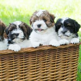 Chesapeake Bay Retriever and Havanese Puppies from Green Gables Havanese