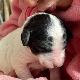 Girl 3 - Parti female Labradoodle puppy in Craig, Nebraska from Top Knot Companions Poodles and Labradoodles