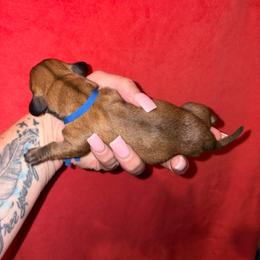 Uno - Red male Dachshund puppy in Magnolia, Texas from Little Honey’s Dachshunds