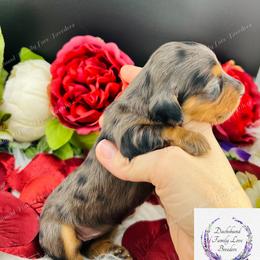 Dachshund Puppies from Dachshund Family Love Breeders