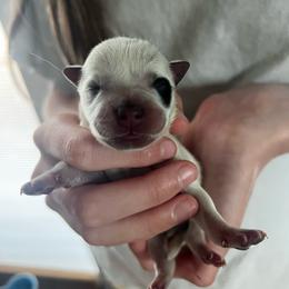 Boy 4 - Blue male Australian Cattle Dog puppy in Irvington, Kentucky from Dry Valley’s Australian Cattle Dogs