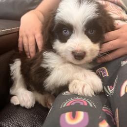 Aussiedoodle and Australian Shepherd Puppies from Junipersdoodles