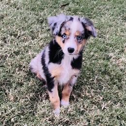 Miniature Australian Shepherd Puppies from Kuttin’ Up Mini Aussies
