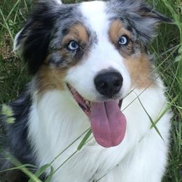Izzy - Australian Shepherd