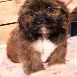 Peng - Grizzle male Lhasa Apso puppy in Jefferson, New York from Absolute Lhasa Love
