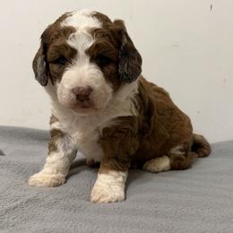 Vixen - Red merle female Aussiedoodle puppy in Edmond, Florida from Oodles of Doodles and Poodles
